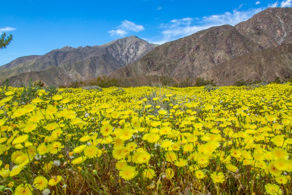 Field of yellow wildflowers